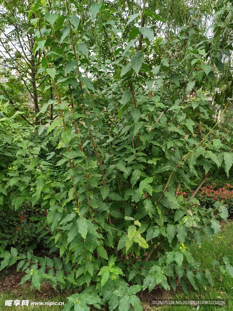 繁茂绿植景观