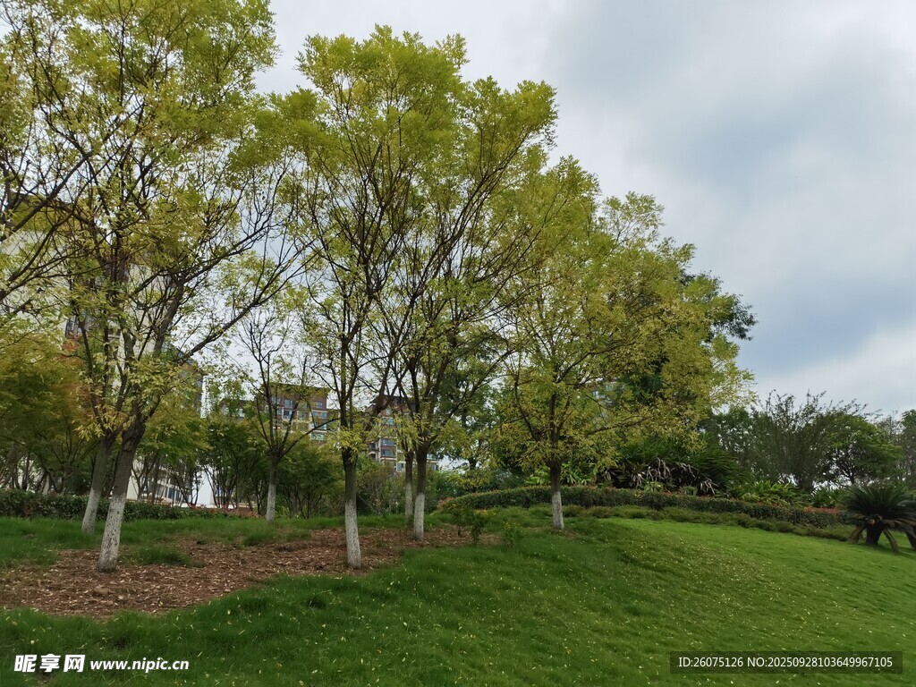 绿意盎然的公园风景