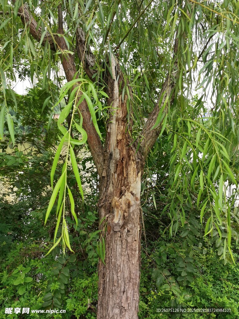 树干光秃的茂盛树木