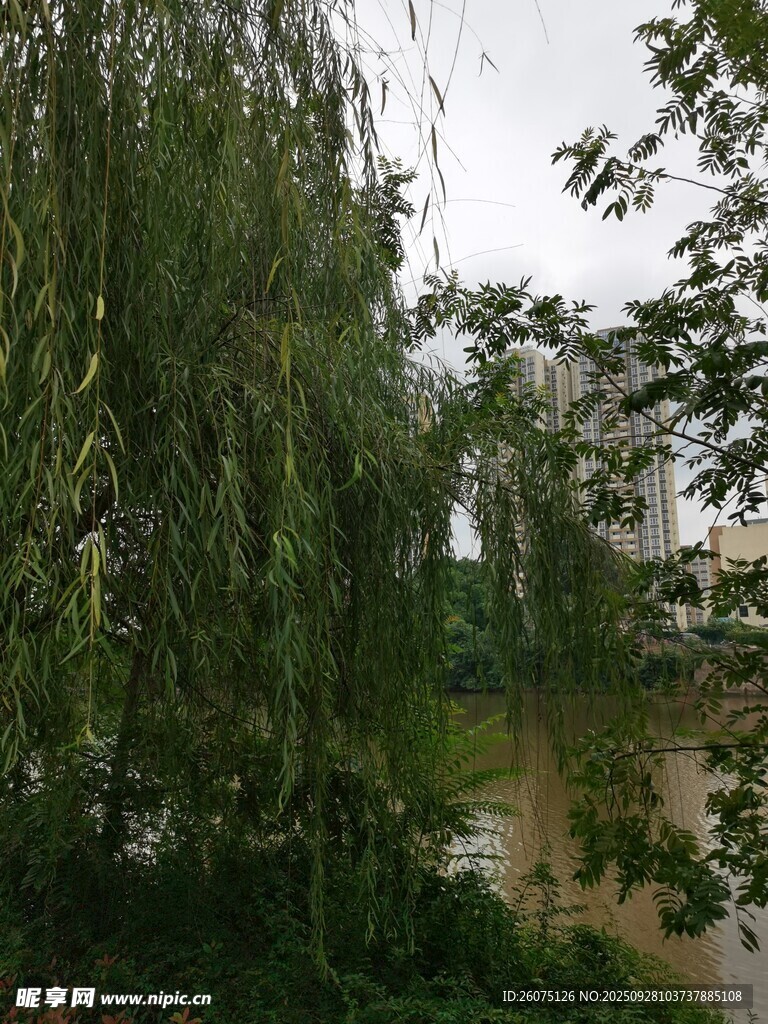 雨中垂柳景色