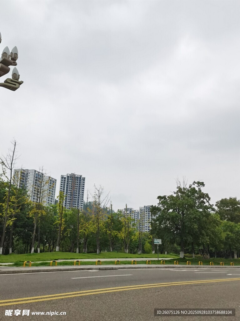 城市道路旁的绿树与高楼