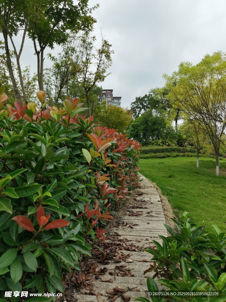花园小径旁的多彩植物