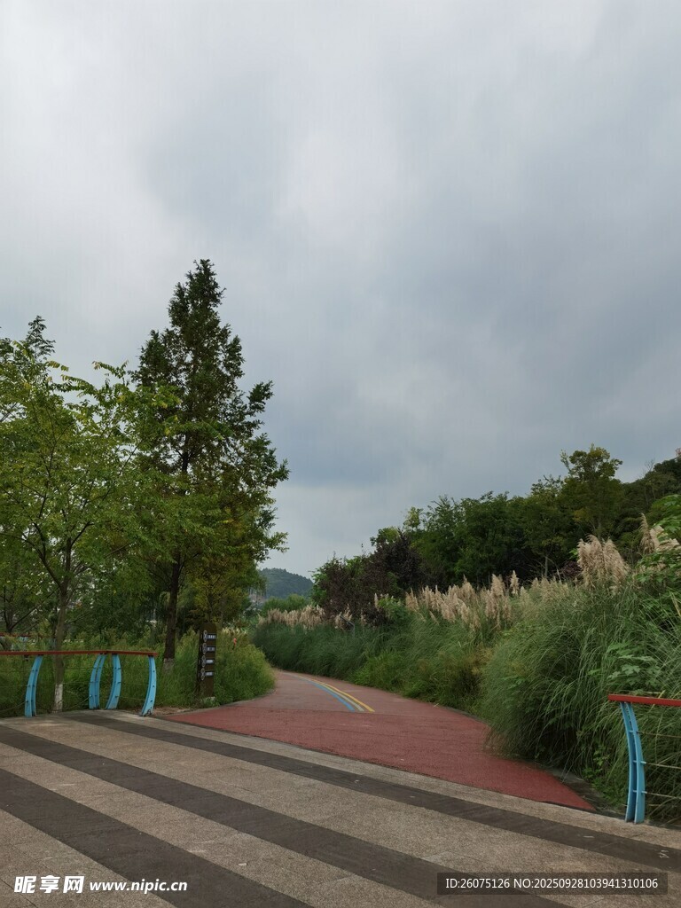 公园中的绿植与步道景观
