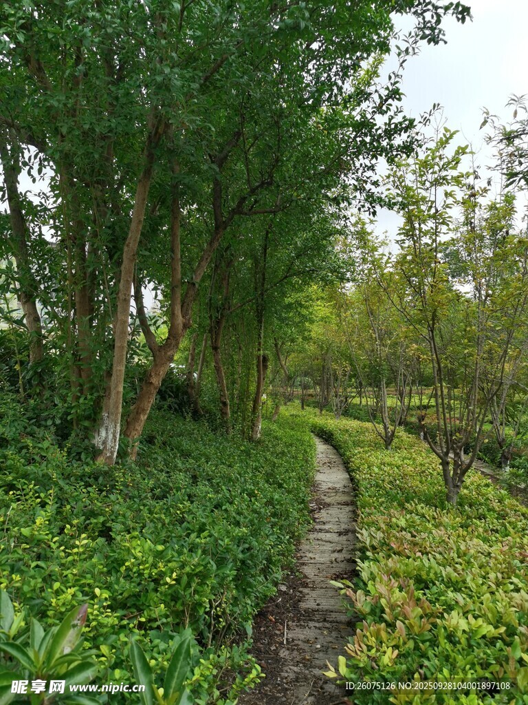 林间小径绿意盎然的自然景