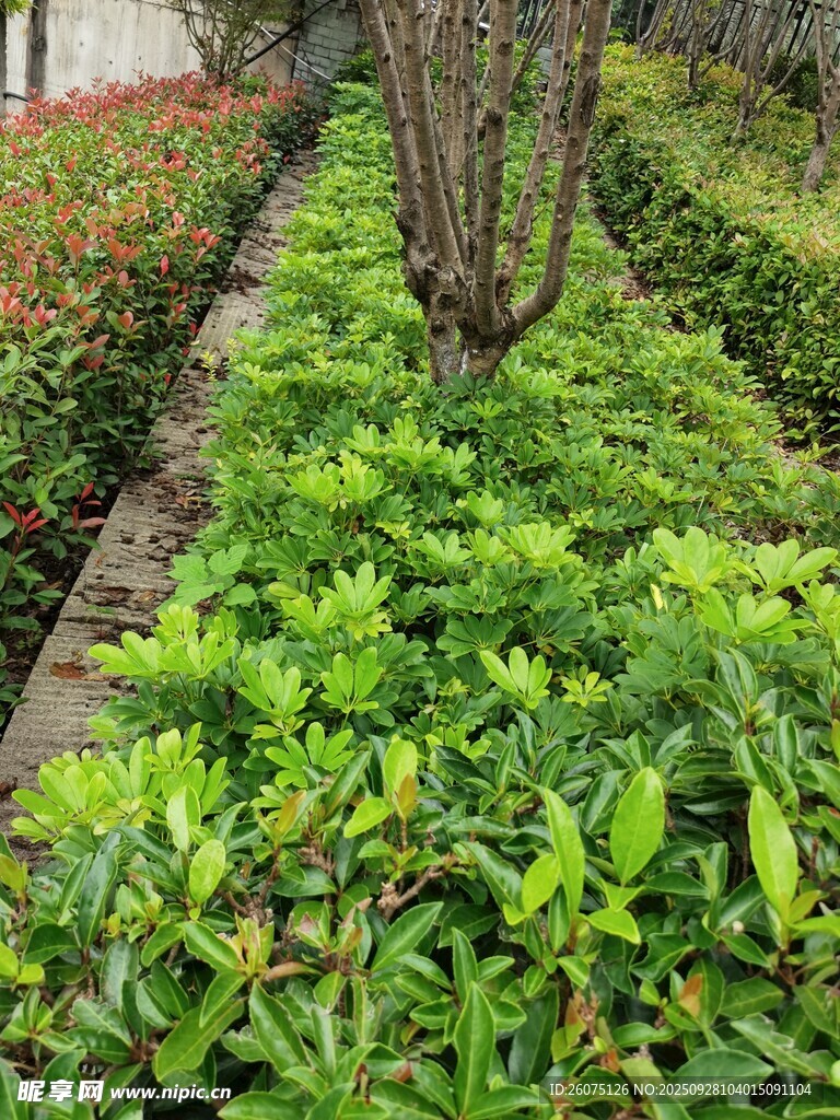 园林绿植景观