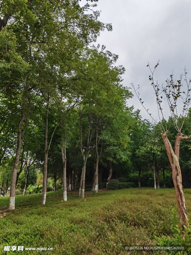 绿意盎然的树林景观