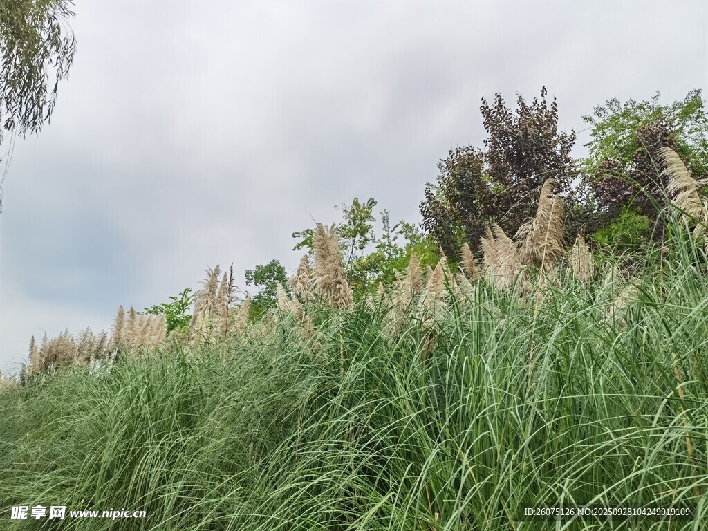 野外葱郁草地与植被景观