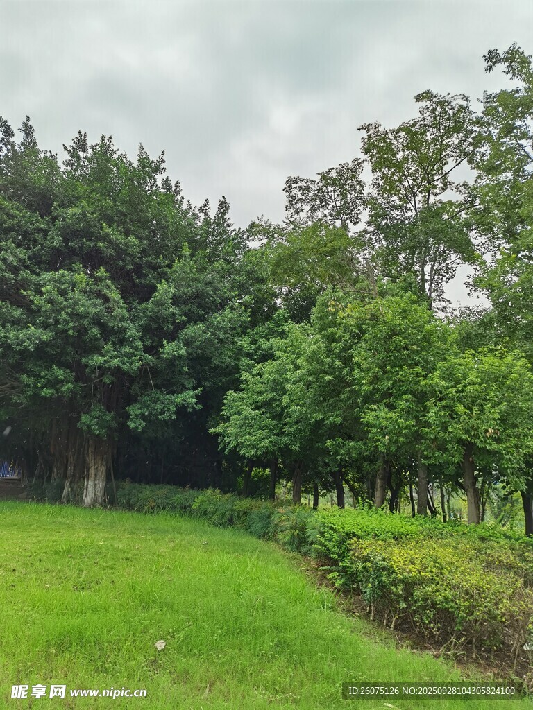 绿意盎然的户外自然景致