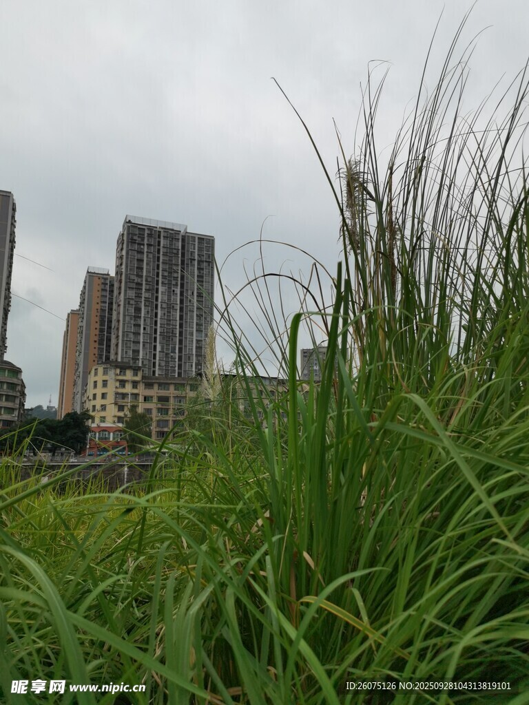 城市边的茂盛绿色草丛