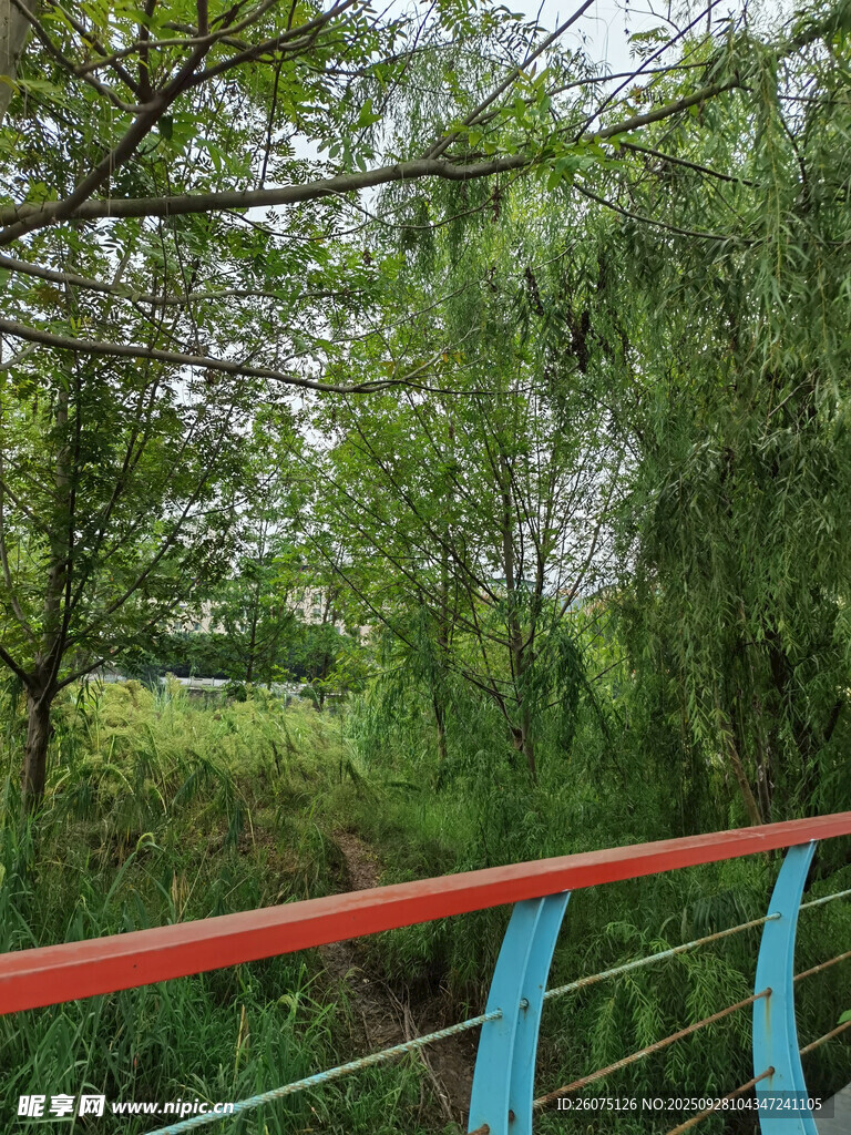 林间观景台绿意盎然景致