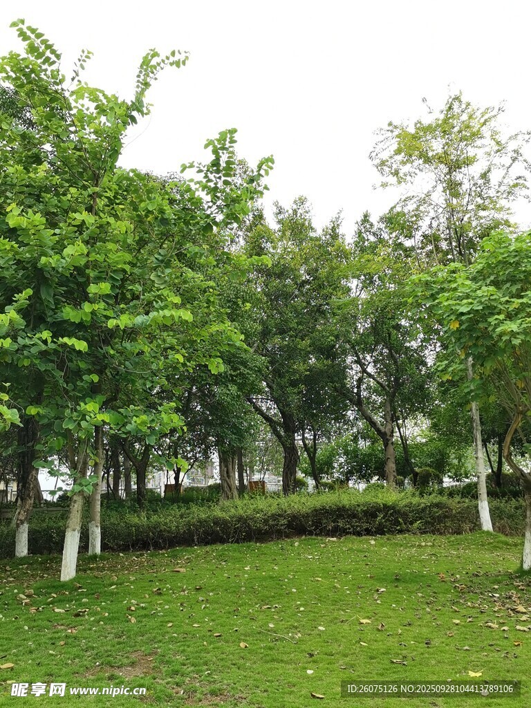 绿意盎然的户外草地景观