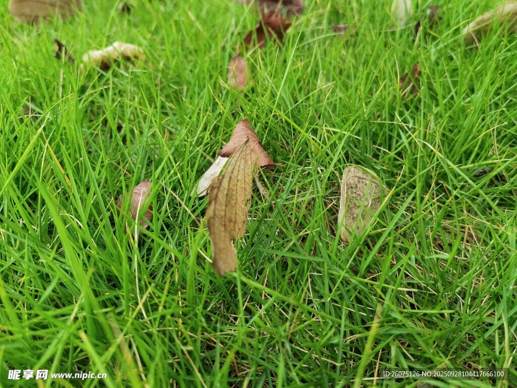 草地上的石块