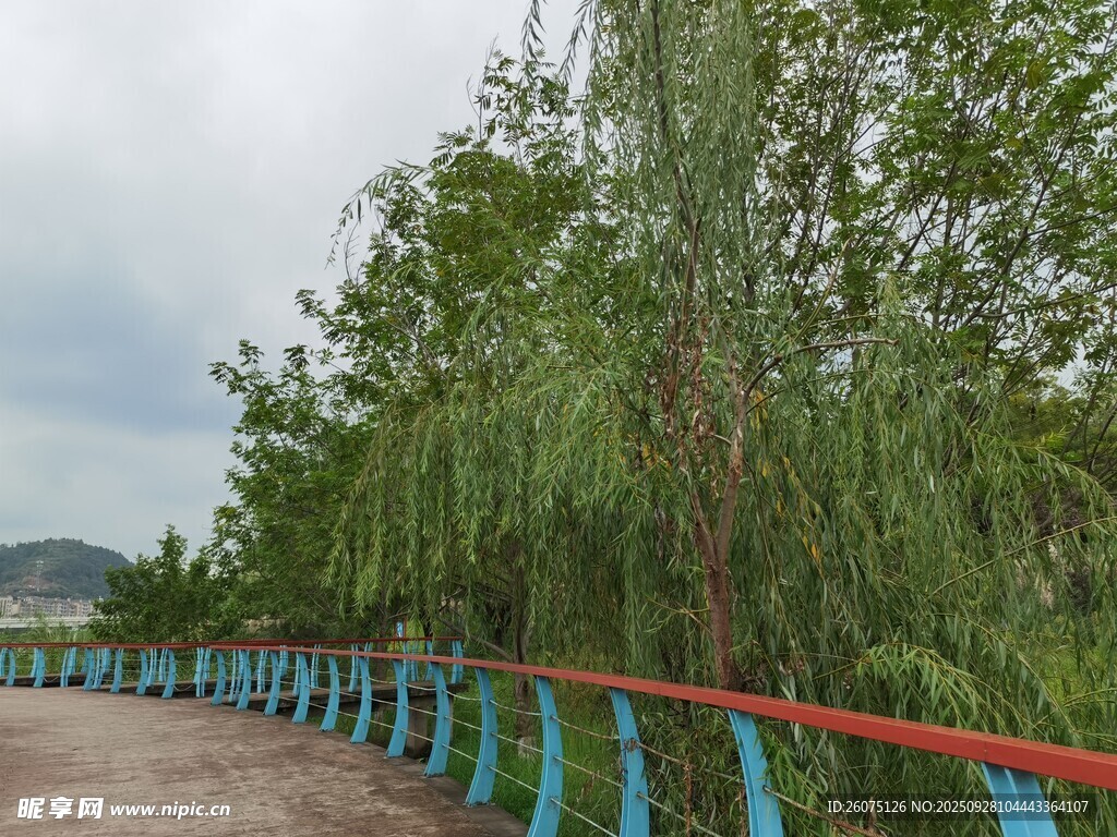 河边垂柳伴红蓝护栏路