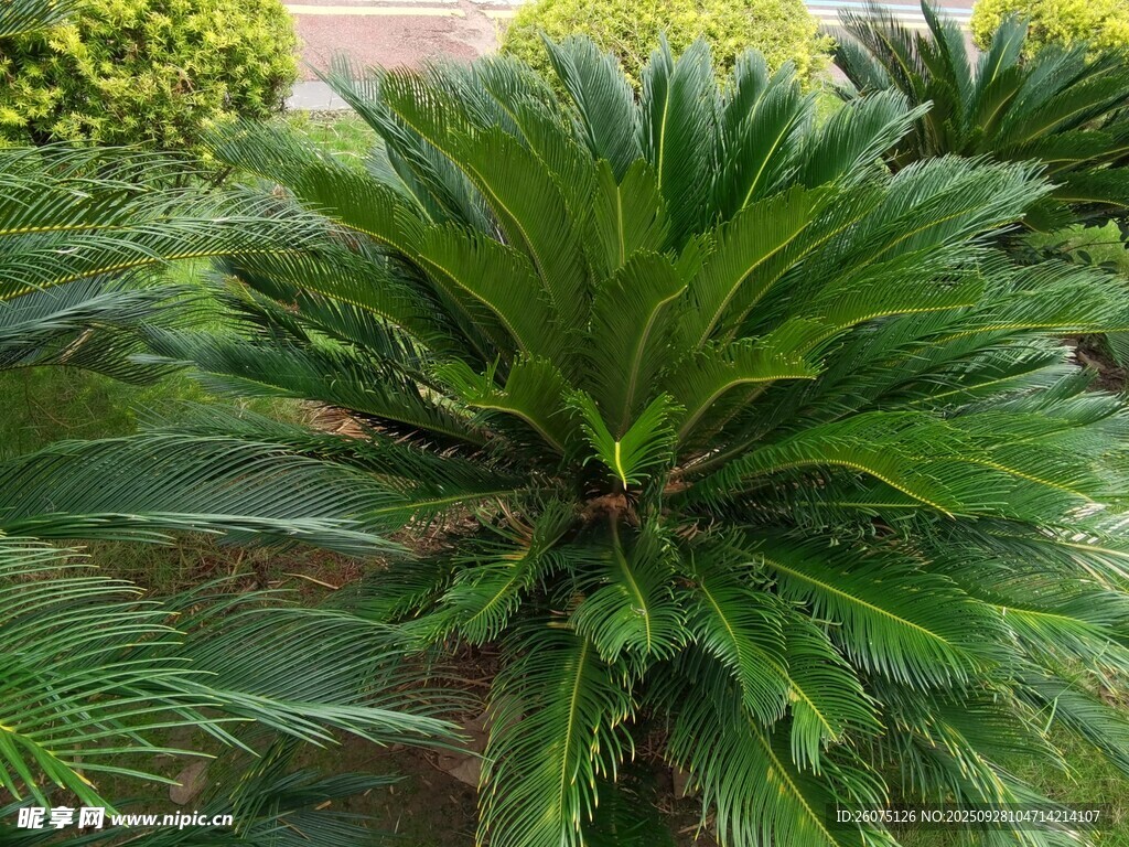 铁树植物特写