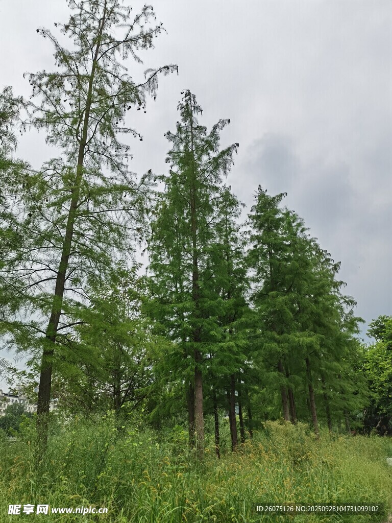 野外葱郁树林景观