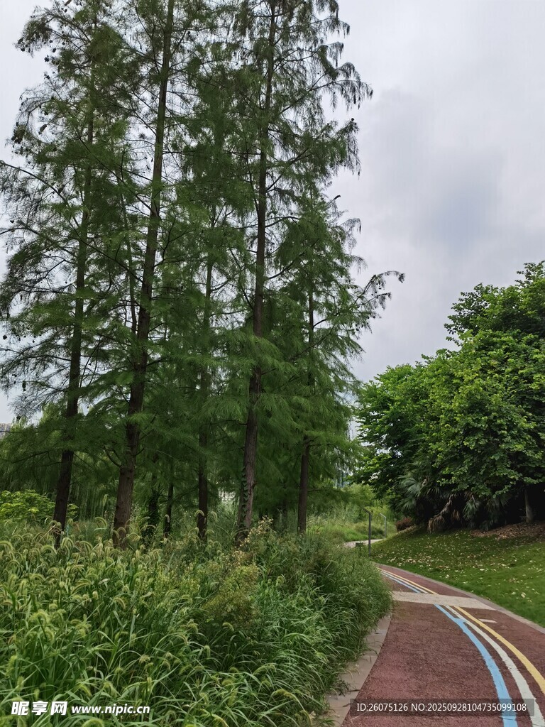 林间彩道自然清新景致