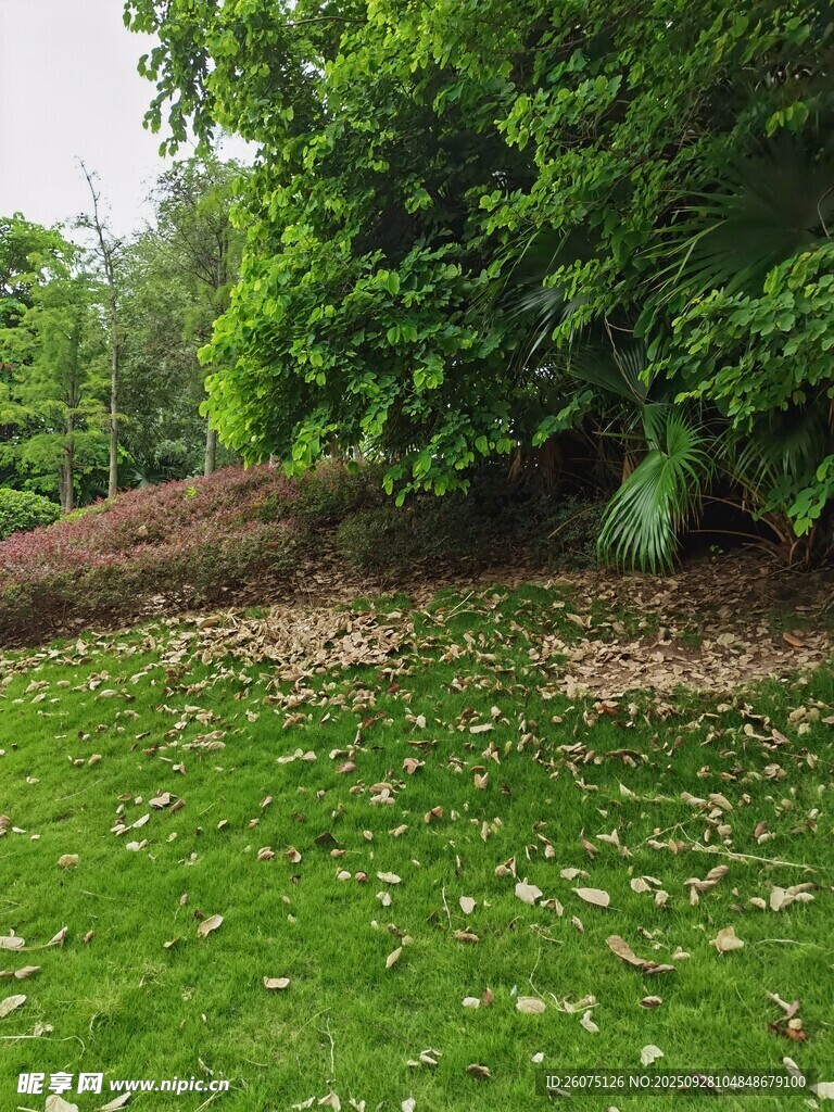 绿意盎然的草地与落叶景观