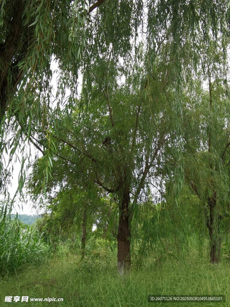 绿意盎然的林间景致