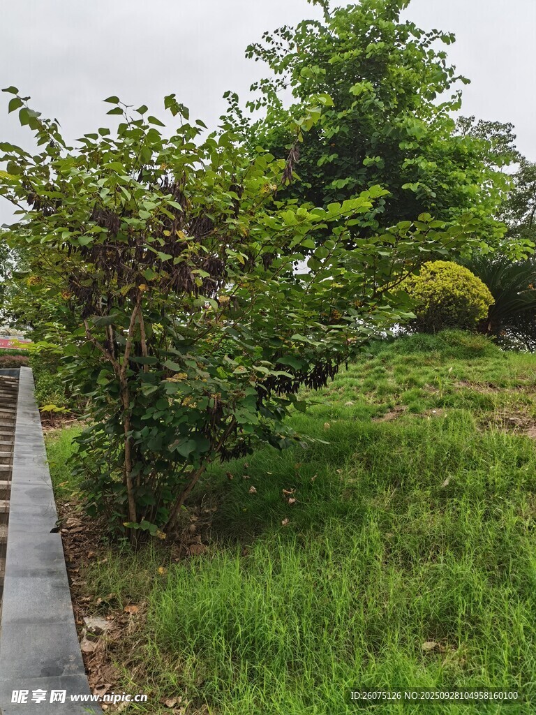 路边绿植景观