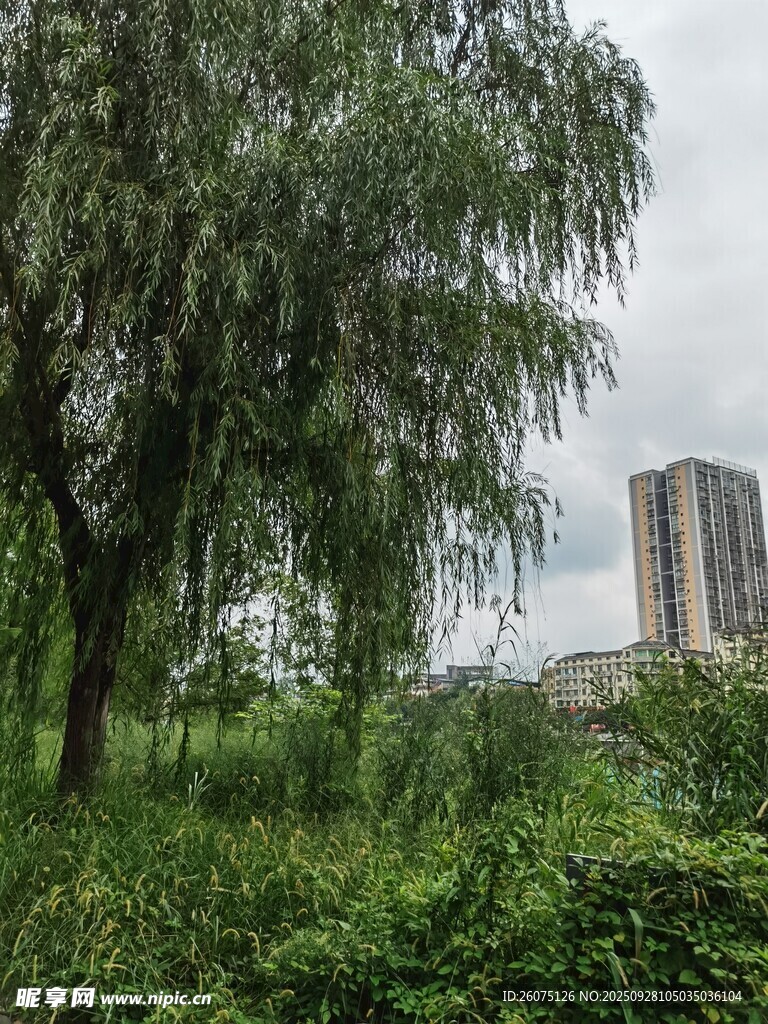 城市边的绿树与繁茂植被