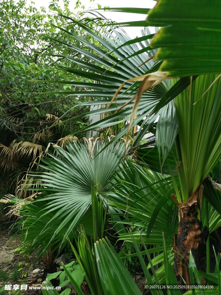 热带绿植景观