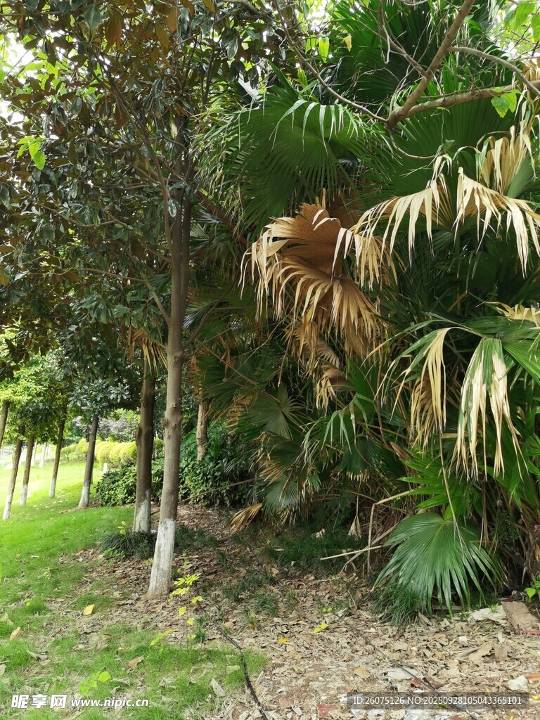 户外绿植景观