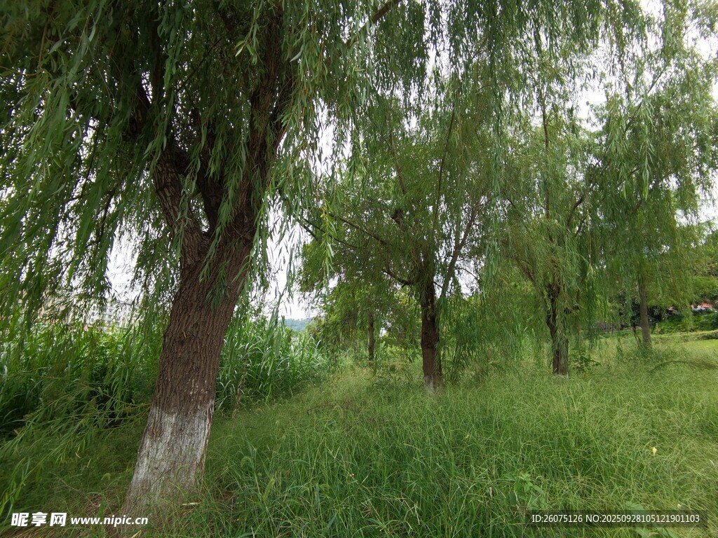 夏日葱郁柳树林间草地