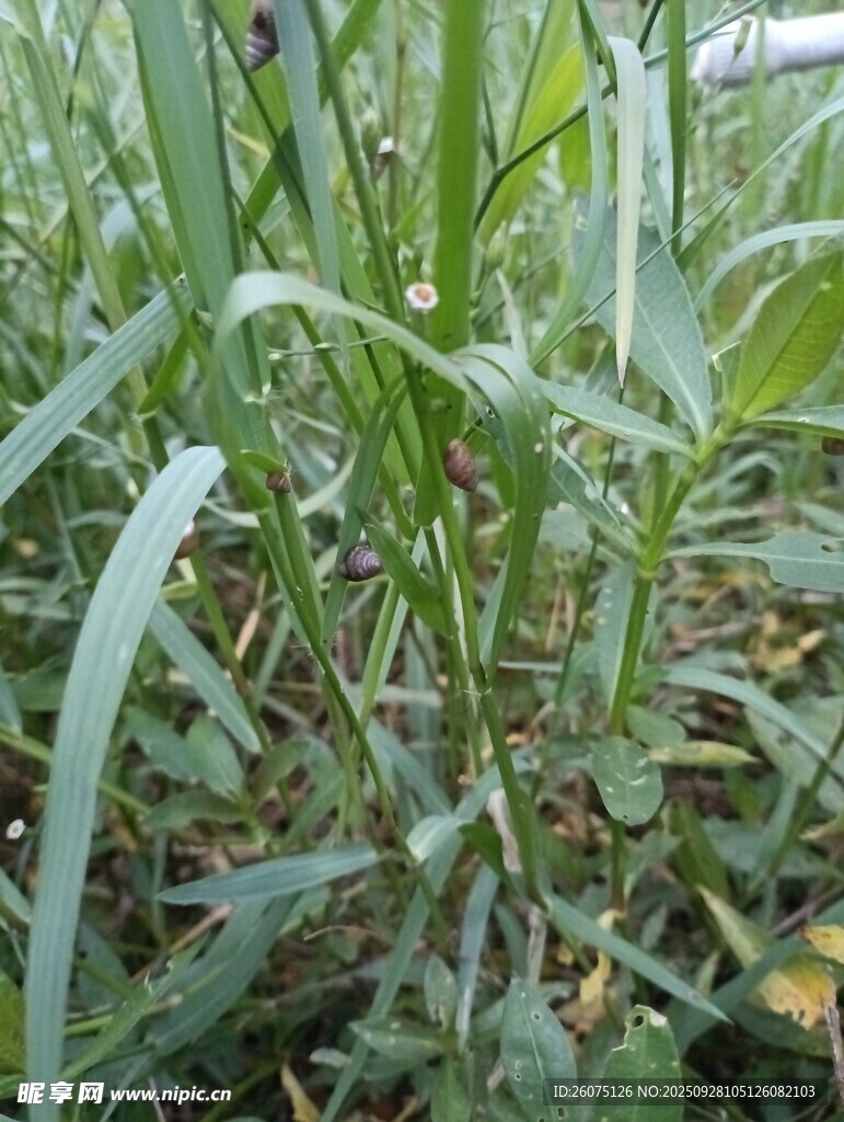 田野中的嫩绿植物