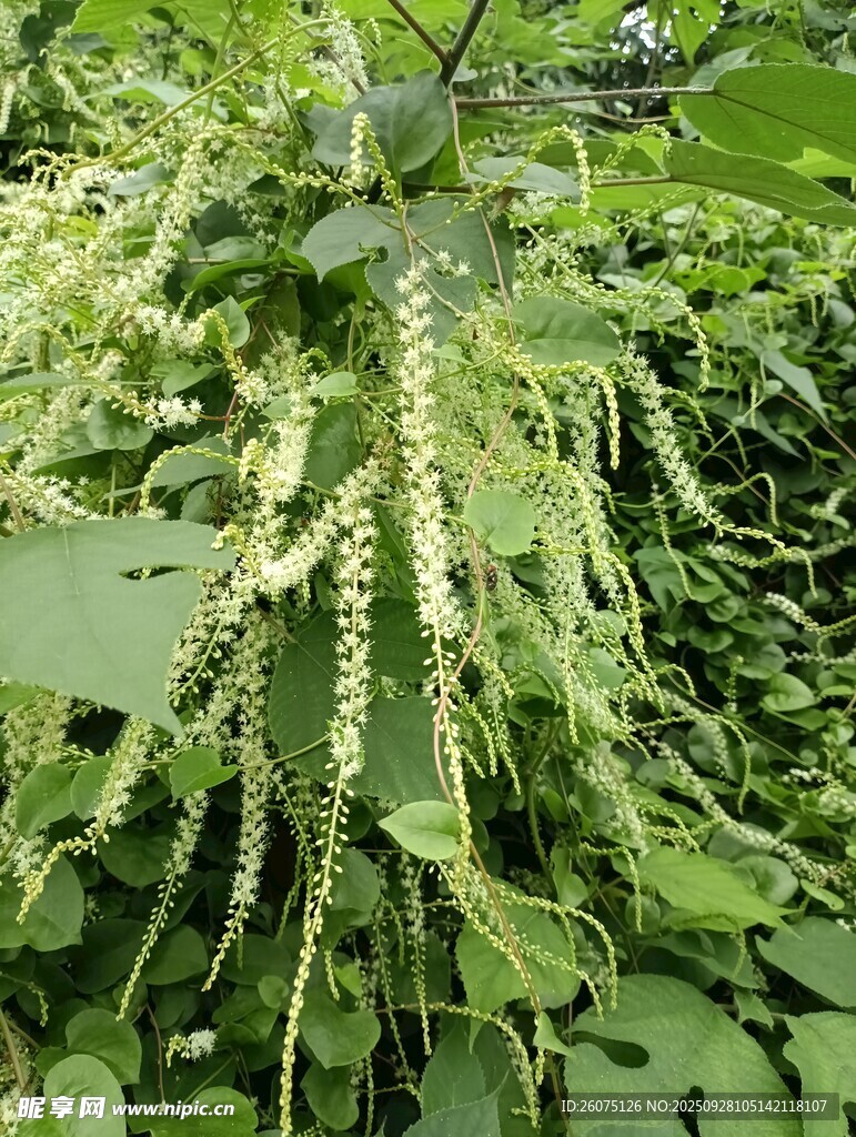 垂穗植物特写