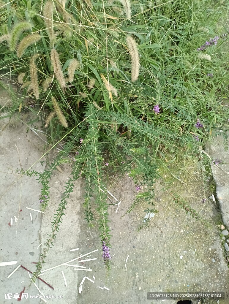 墙角生长的绿色植物