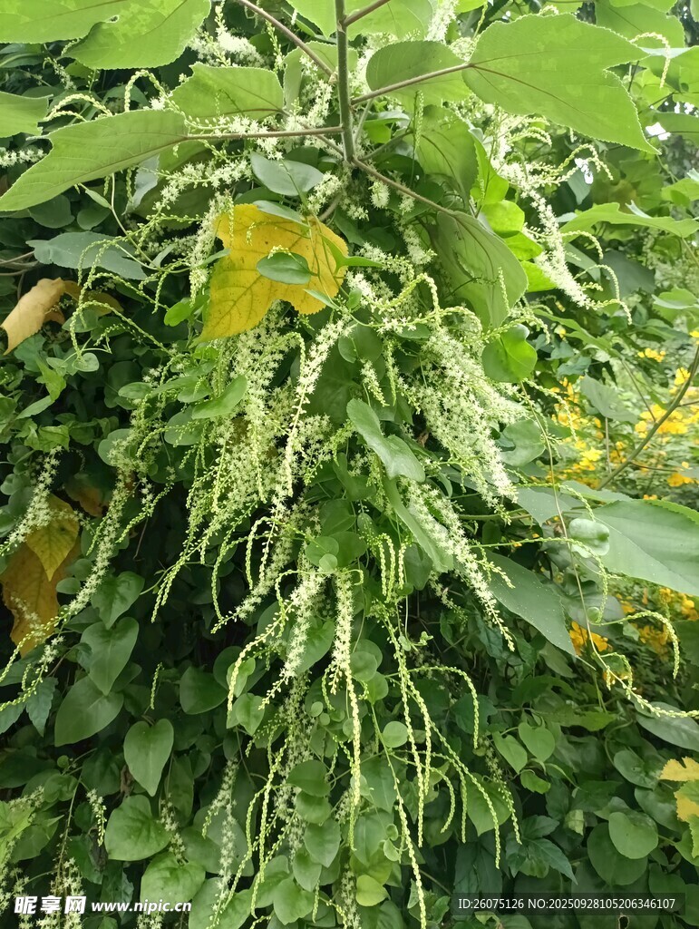 垂吊绿植展现自然生机