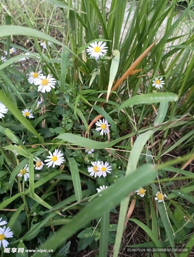 草丛中的清新小白花