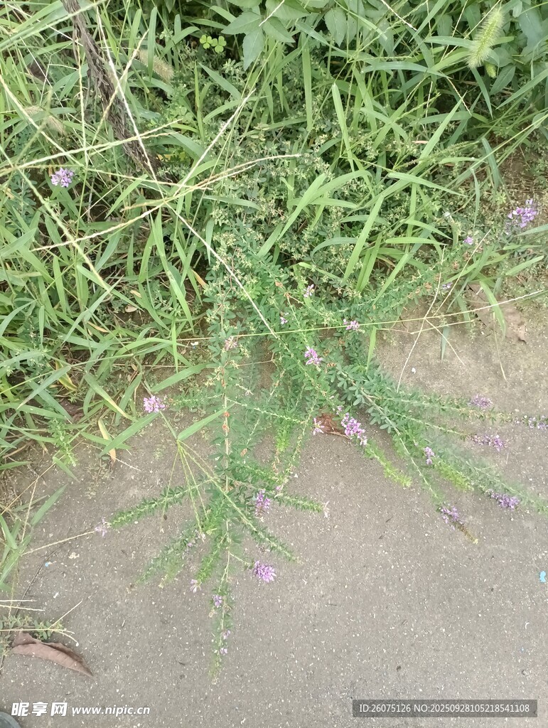 地面上的绿色草丛