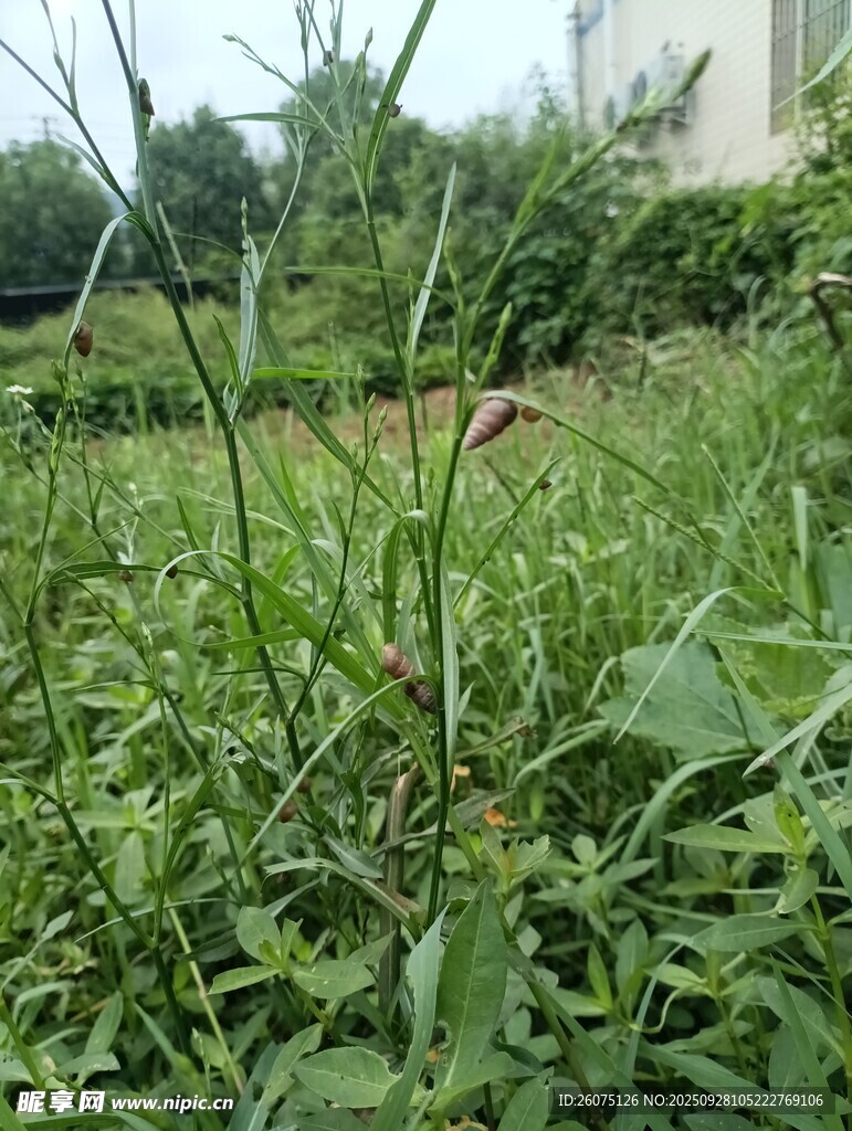 户外繁茂的绿色植物景观