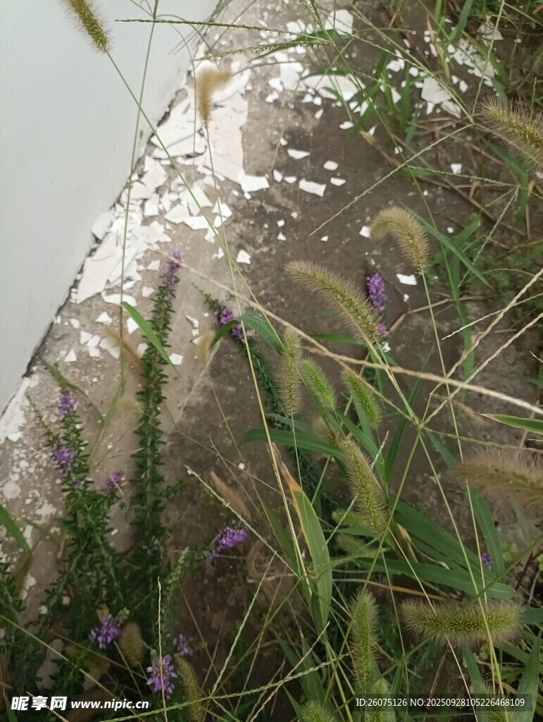 杂草丛生