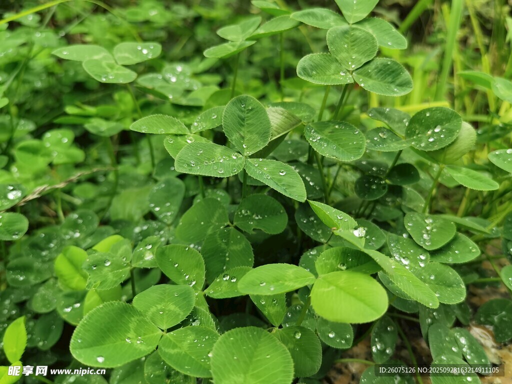 翠绿三叶草植物特写