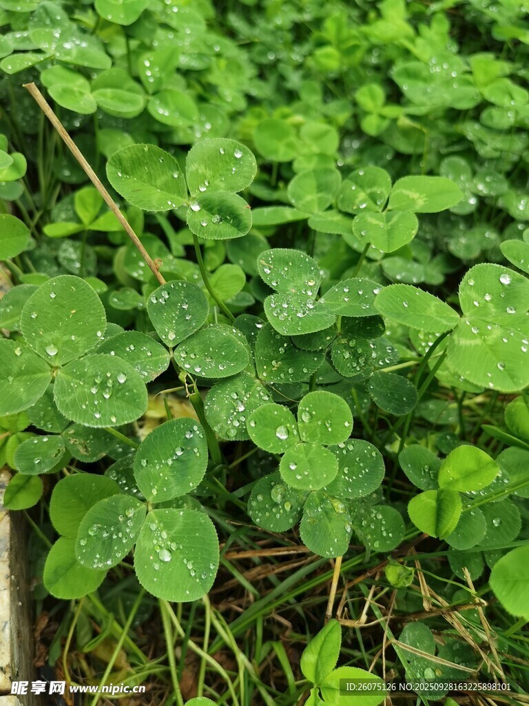 带露珠的三叶草