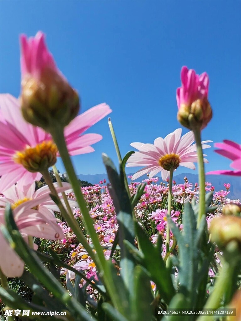 蓝天映衬下的绚烂粉色花朵
