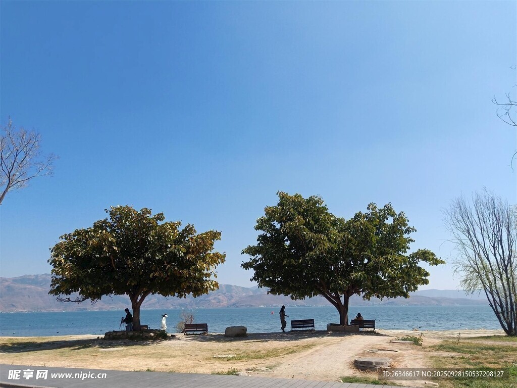 海边双树风景横版