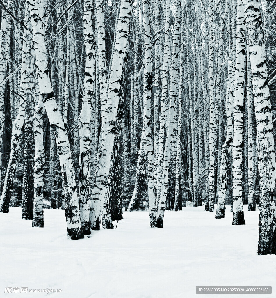 冬日白桦林雪景