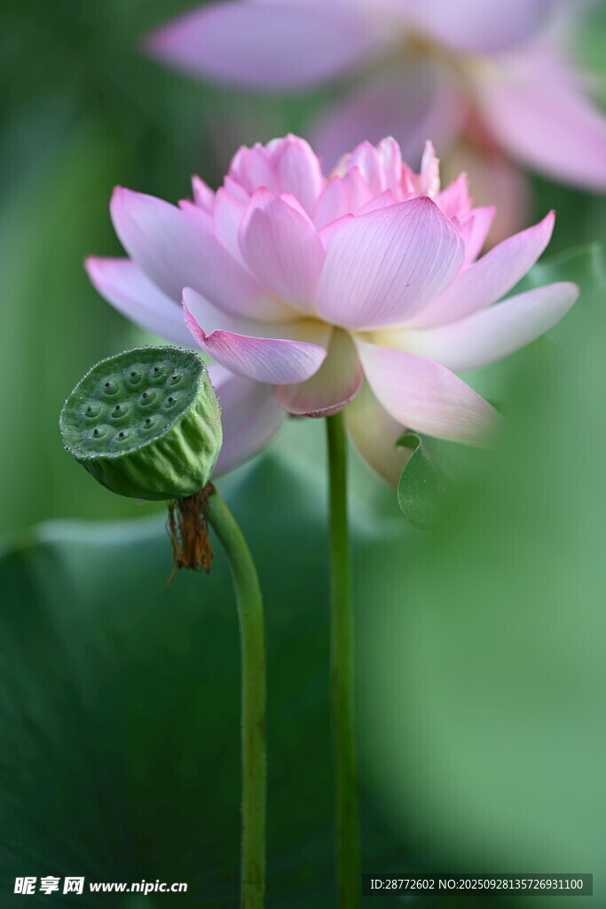 荷花