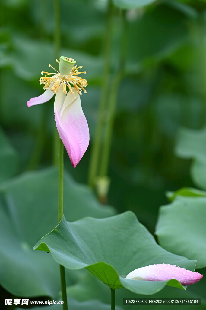 荷花