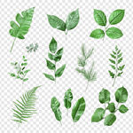 清新绿叶植物矢量素材