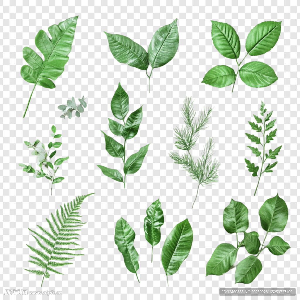 清新绿叶植物矢量素材