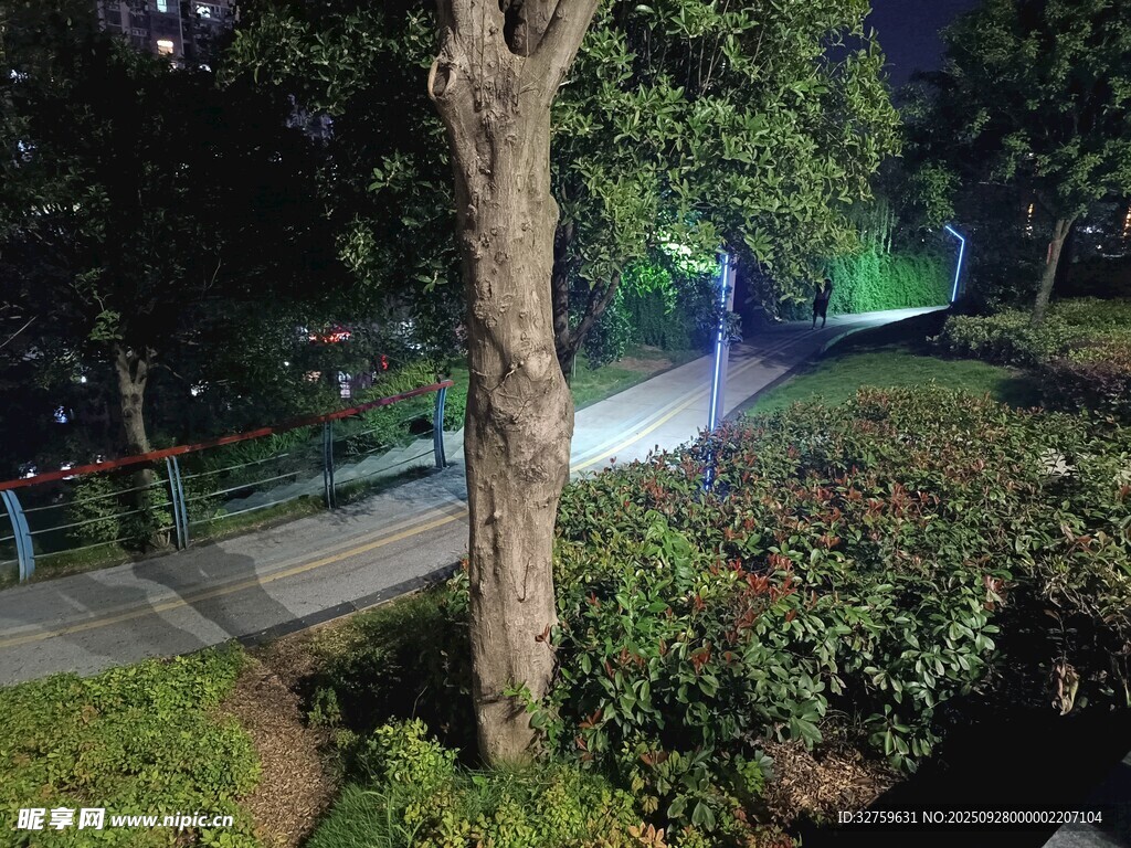 夜晚公园绿植与光影景致