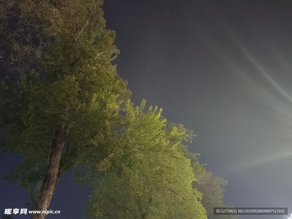 夜晚林间光影景象