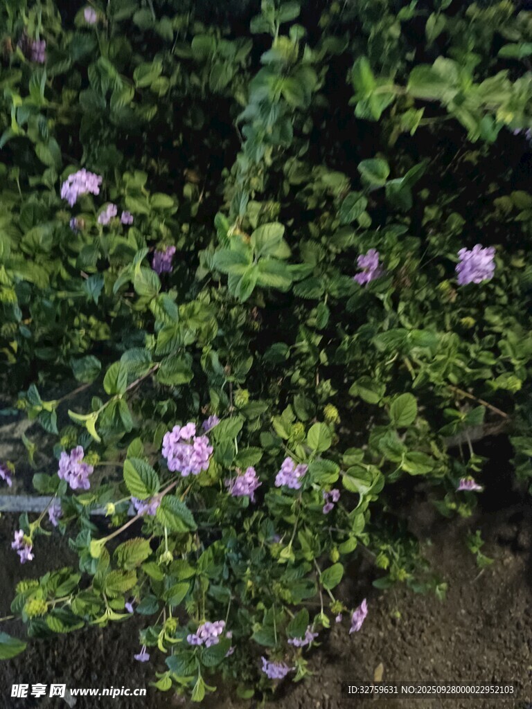 绿叶丛中绽放的紫色小花