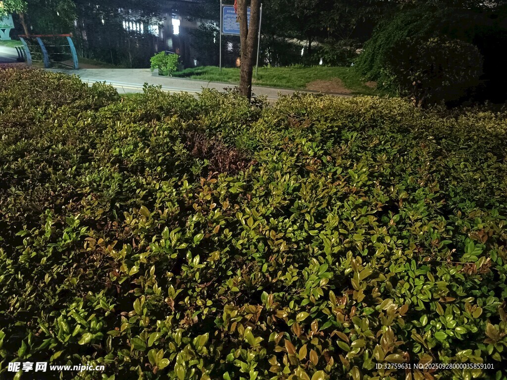 夜晚下的繁茂绿植