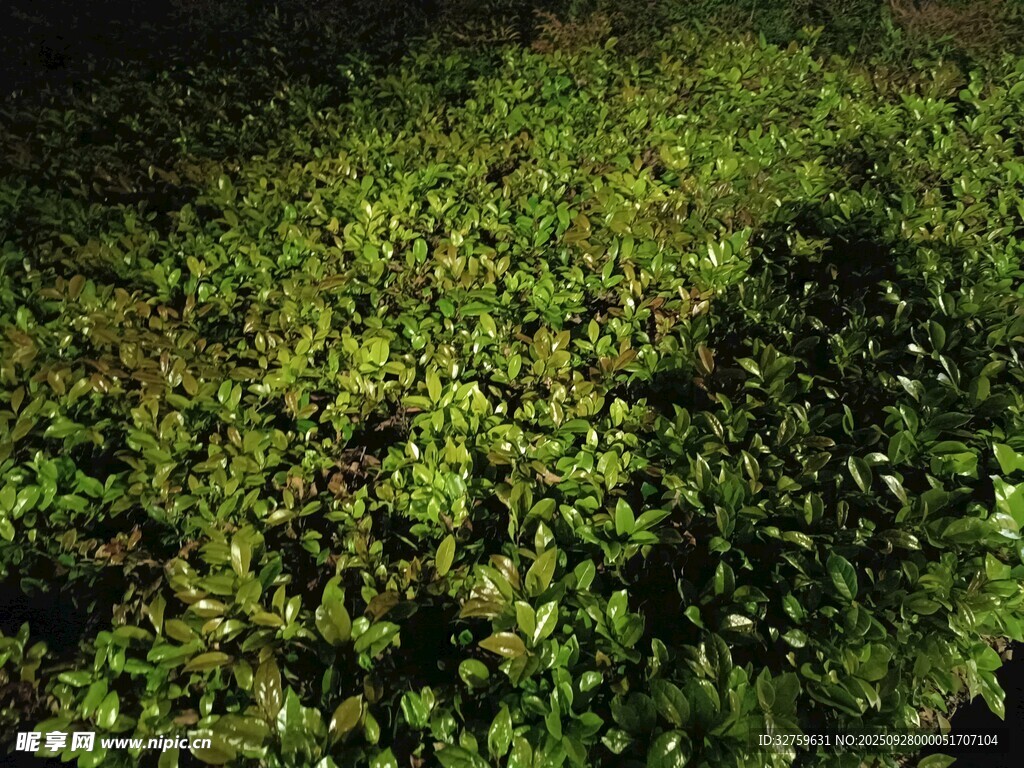 夜间繁茂绿植景观