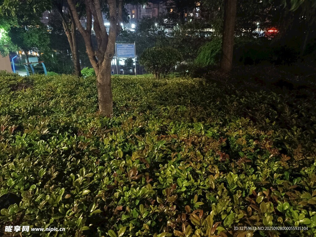 夜晚绿植环绕的静谧角落